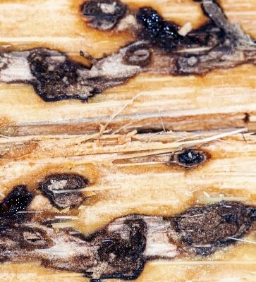 Corte longitudinal de hoja: aspecto de las galerías realizadas por larvas de Diocalandra frumenti Corte longitudinal de hoja: aspecto de las galerías realizadas por larvas de Diocalandra frumenti