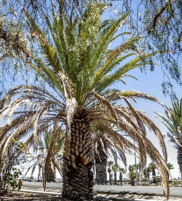 Palmera afectada: aspecto de hojas secas, las más maduras Palmera afectada: aspecto de hojas secas, las más maduras