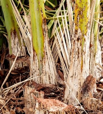 Aspecto exterior de las hojas de una palmera afectada por Diocalandra frumenti: orificios de salida y grietas. Aspecto exterior de las hojas de una palmera afectada por Diocalandra frumenti: orificios de salida y grietas.